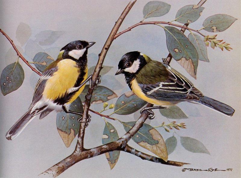 [Animal Art - Basil Ede] Great Tit (Parus major) {!--박새-->; DISPLAY FULL IMAGE.