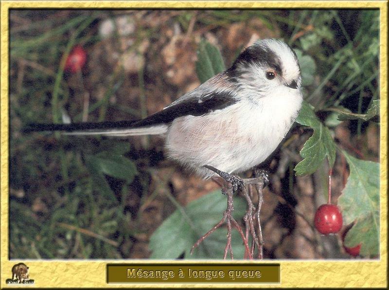 Long-tailed Tit (Aegithalos caudatus) {!--오목눈이-->; DISPLAY FULL IMAGE.