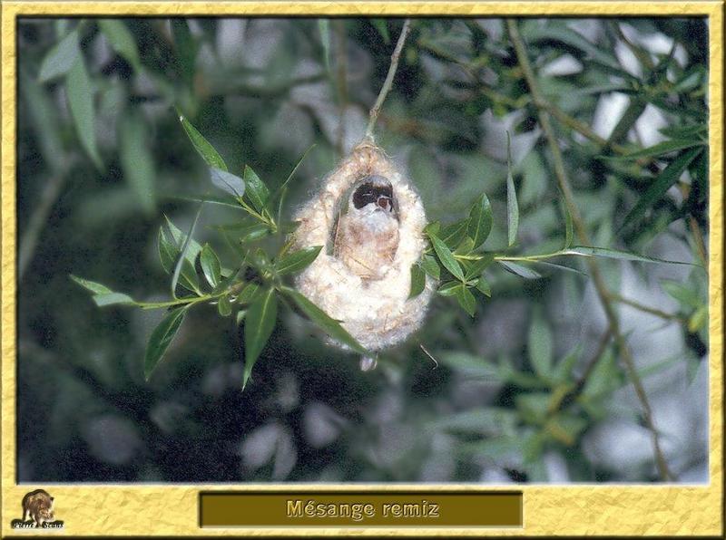 European Penduline Tit (Remiz pendulinus) {!--스윈호오목눈이-->; DISPLAY FULL IMAGE.