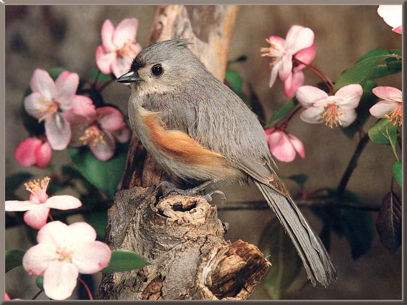 Tufted Titmouse (Baeolophus bicolor) {!--댕기박새-->; DISPLAY FULL IMAGE.