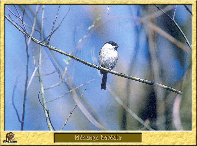 Willow Tit (Poecile montanus) {!--북방쇠박새-->; DISPLAY FULL IMAGE.
