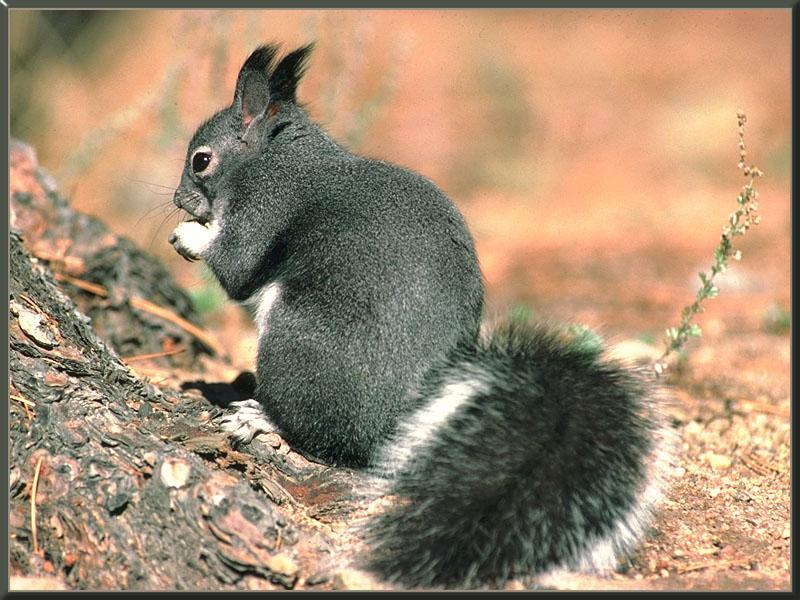 Abert's (Tassel-eared) Squirrel (Sciurus aberti) {!--털귀다람쥐-->; DISPLAY FULL IMAGE.