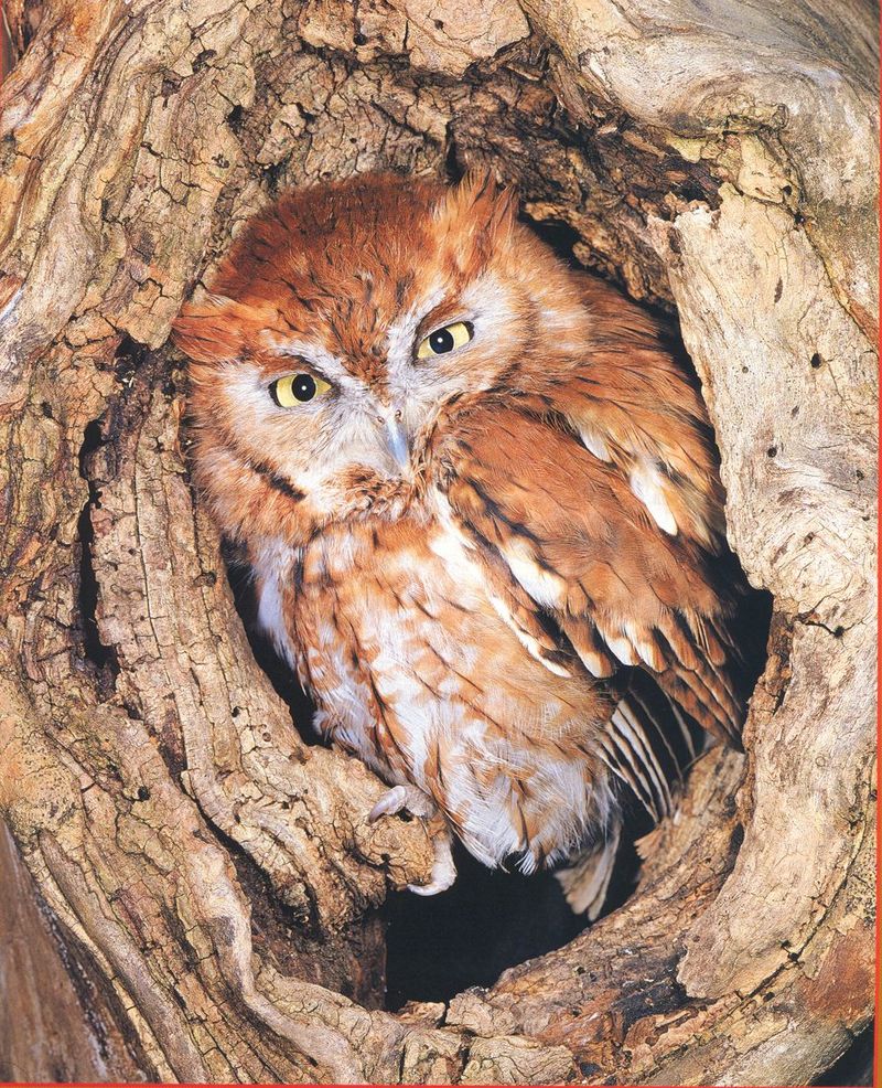 Eastern Screech-owl (Otus asio) {!--북아메리카귀신소쩍새-->; DISPLAY FULL IMAGE.