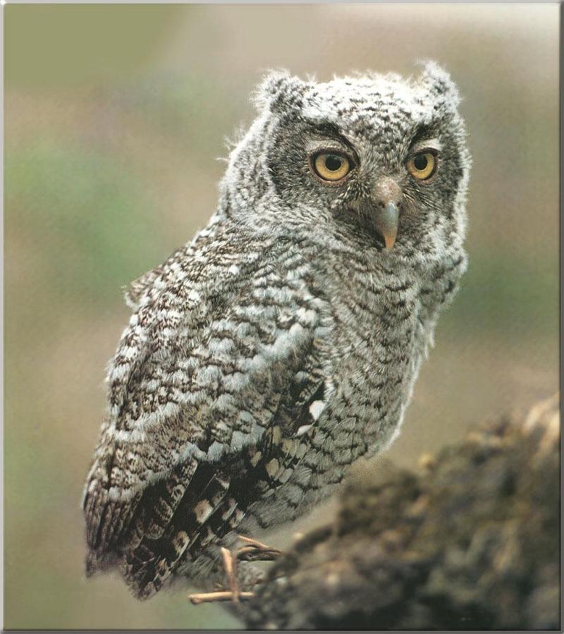 Eastern Screech-owl (Otus asio) {!--북아메리카귀신소쩍새-->; DISPLAY FULL IMAGE.