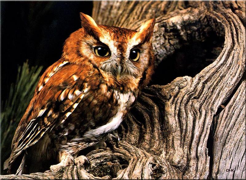 Eastern Screech-owl (Otus asio) {!--북아메리카귀신소쩍새-->; DISPLAY FULL IMAGE.