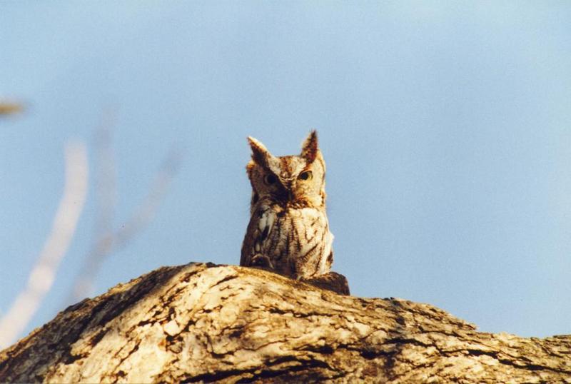 Eastern Screech-owl (Otus asio) {!--북아메리카귀신소쩍새-->; DISPLAY FULL IMAGE.