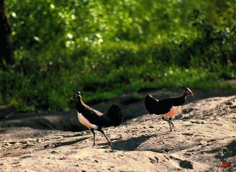 Maleo (Macrocephalon maleo) {!--말레오-->; DISPLAY FULL IMAGE.