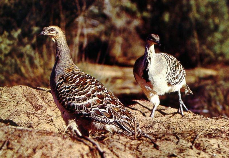 Malleefowl (Leipoa ocellata) {!--자색무덤새-->; DISPLAY FULL IMAGE.