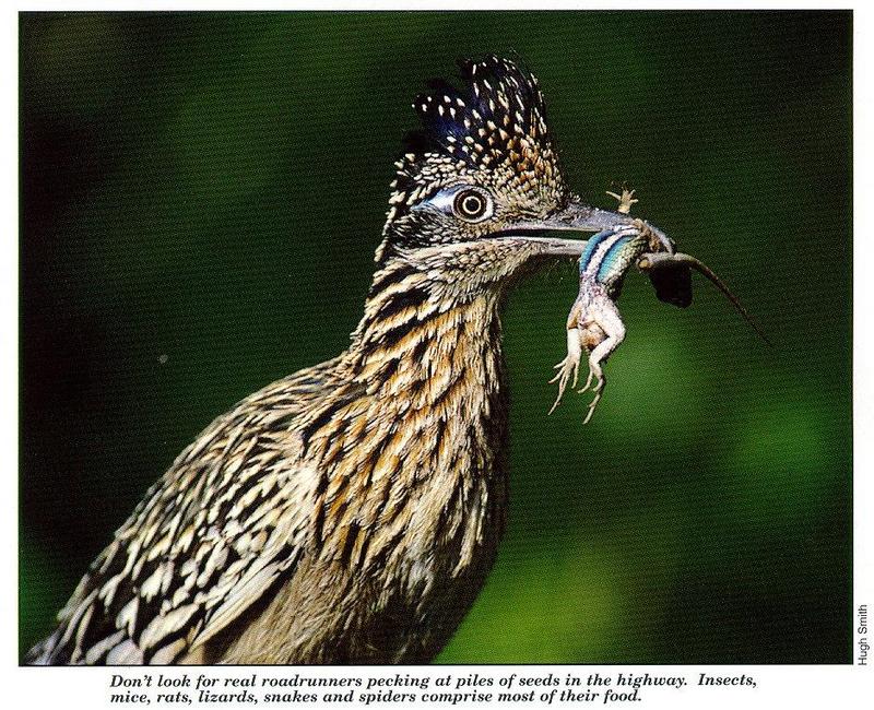 Greater Roadrunner (Geococcyx californianus) {!--큰길달리기새(로드러너)-->; DISPLAY FULL IMAGE.