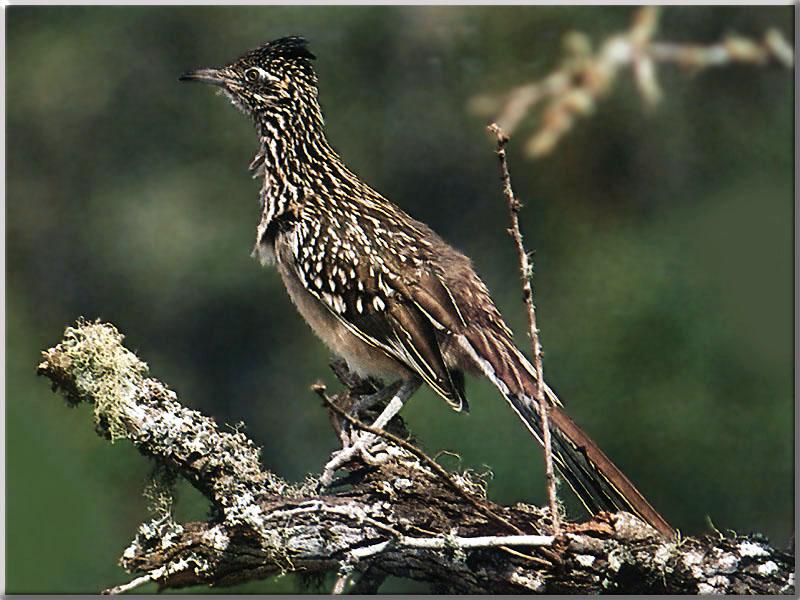 Greater Roadrunner (Geococcyx californianus) {!--큰길달리기새(로드러너)-->; DISPLAY FULL IMAGE.