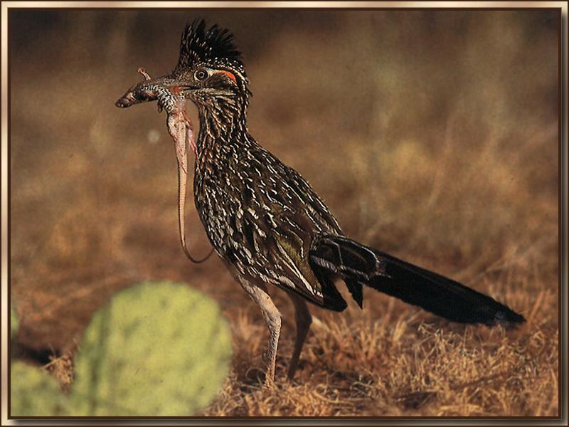 Greater Roadrunner (Geococcyx californianus) {!--큰길달리기새(로드러너)-->; DISPLAY FULL IMAGE.