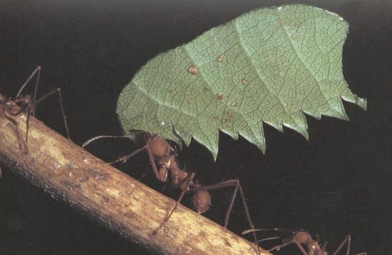 Leaf-cutter Ant (Atta sexdens) {!--가위개미(잎꾼개미)-->; DISPLAY FULL IMAGE.