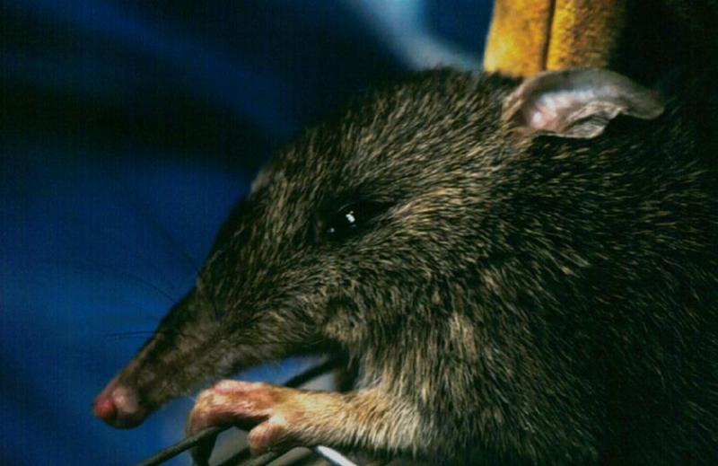 Long-nosed Bandicoot (Perameles nasuta) {!--긴코주머니오소리 (긴코밴디쿠트)-->; DISPLAY FULL IMAGE.