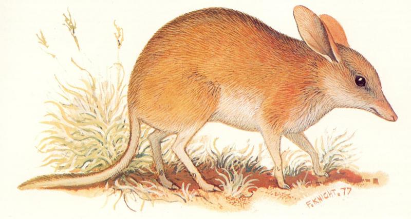 Pig-footed Bandicoot (Chaeropus ecaudatus) {!--돼지발주머니오소리(돼지발밴디쿠트)-->; DISPLAY FULL IMAGE.