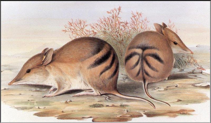 Western Barred Bandicoot (Perameles bougainville) {!--등줄주머니오소리(등줄밴디쿠트)-->; DISPLAY FULL IMAGE.