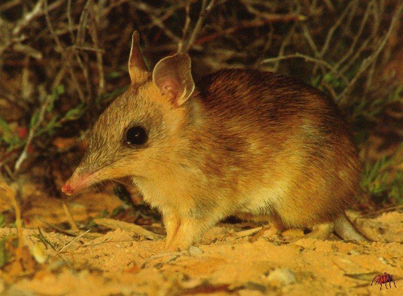 Western Barred Bandicoot (Perameles bougainville) {!--등줄주머니오소리(등줄밴디쿠트)-->; DISPLAY FULL IMAGE.