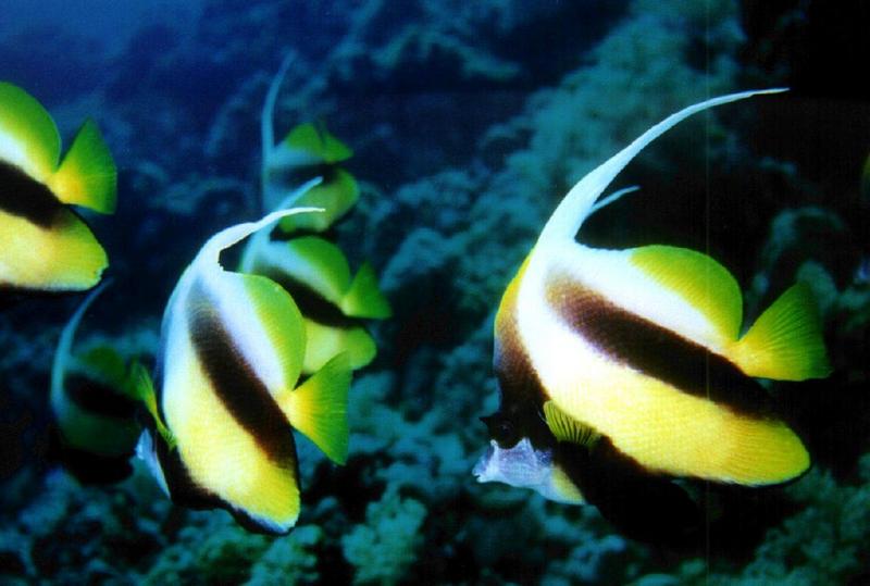 Long-fin Bannerfish (Heniochus acuminatus) {!--두동가리돔-->; DISPLAY FULL IMAGE.