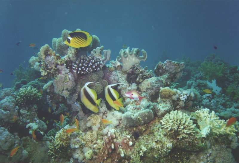 Long-fin Bannerfish (Heniochus acuminatus) {!--두동가리돔-->; DISPLAY FULL IMAGE.