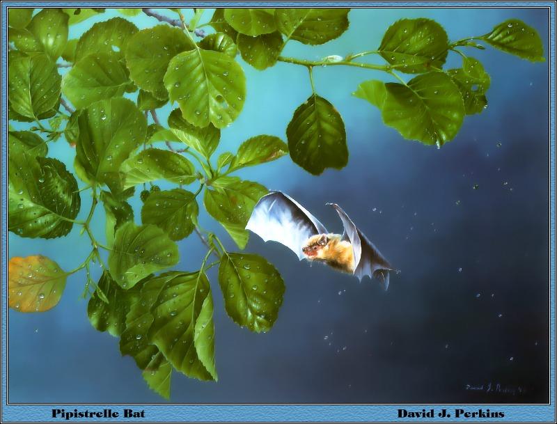 [Animal Art - David J. Perkins] Common Pipistrelle Bat (Pipistrellus pipistrellus) {!--유럽집박쥐-->; DISPLAY FULL IMAGE.