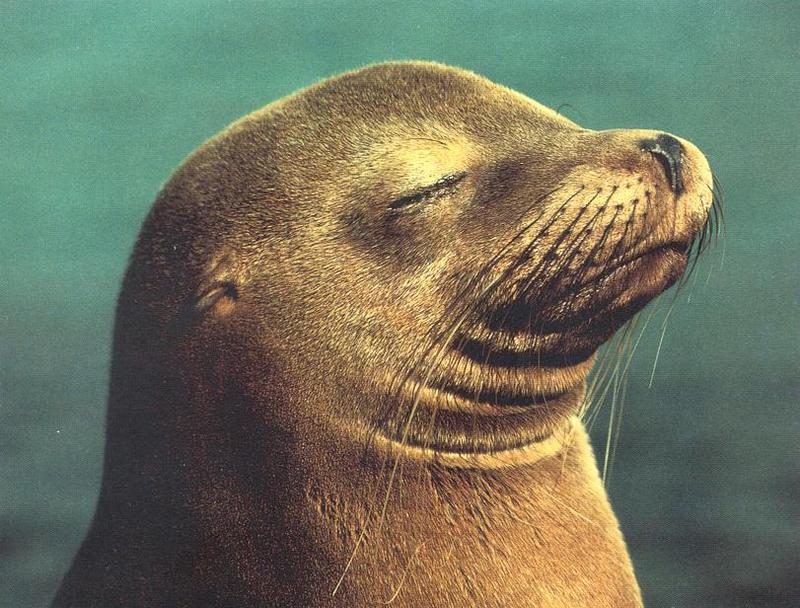 Sea Lion (Otariidae) {!--물개과 바다사자류-->; DISPLAY FULL IMAGE.