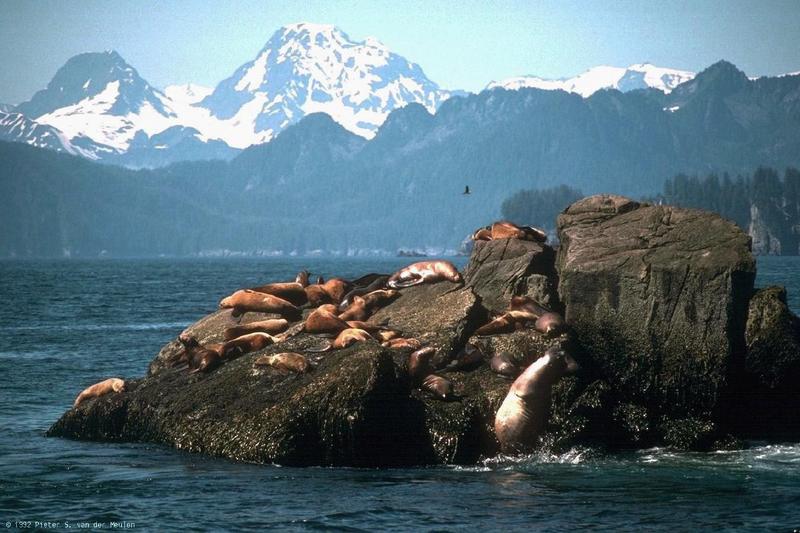 Sea Lion (Otariidae) {!--물개과 바다사자류-->; DISPLAY FULL IMAGE.