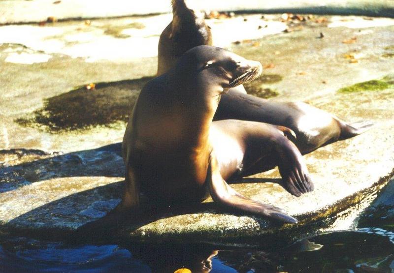 California Sea Lion (Zalophus californianus) {!--(캘리포니아)바다사자-->; DISPLAY FULL IMAGE.