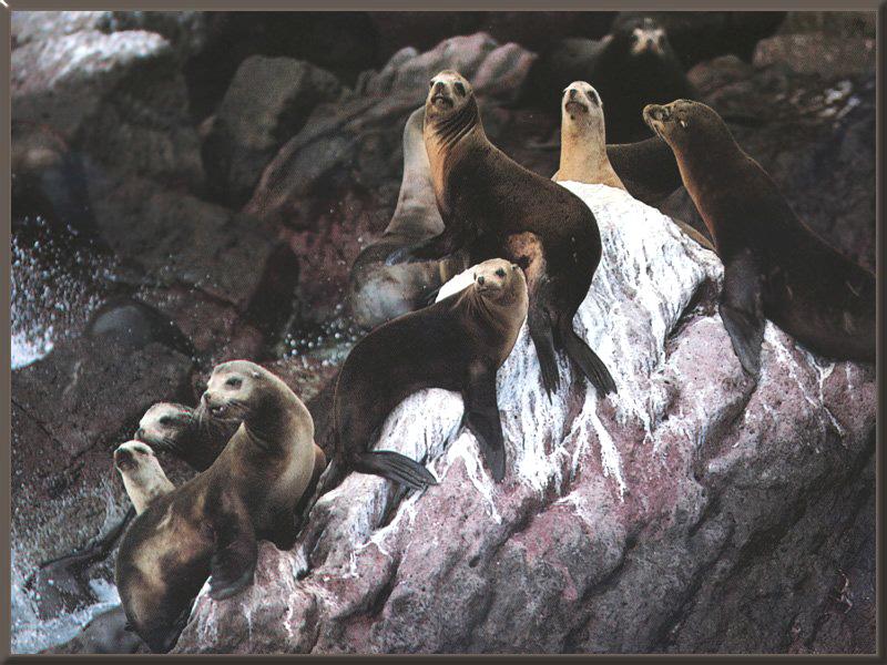 California Sea Lion (Zalophus californianus) {!--(캘리포니아)바다사자-->; DISPLAY FULL IMAGE.