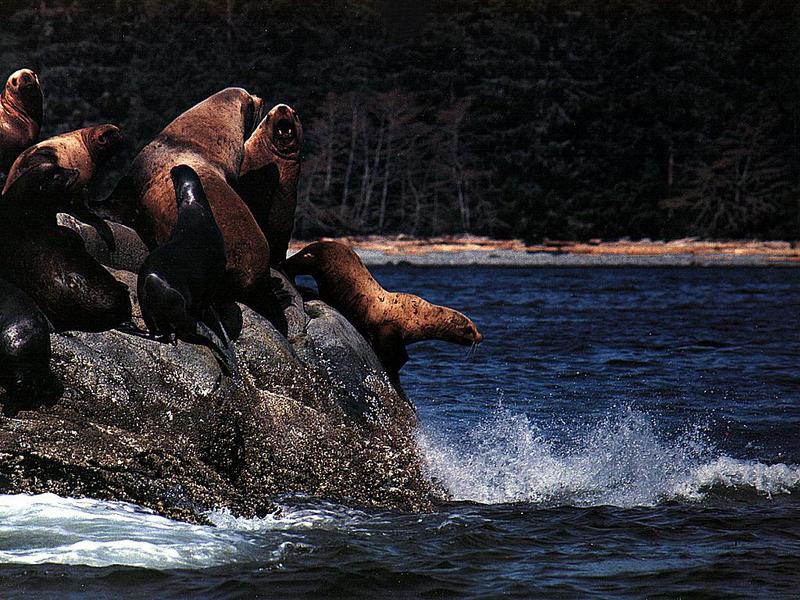 California Sea Lion (Zalophus californianus) {!--(캘리포니아)바다사자-->; DISPLAY FULL IMAGE.