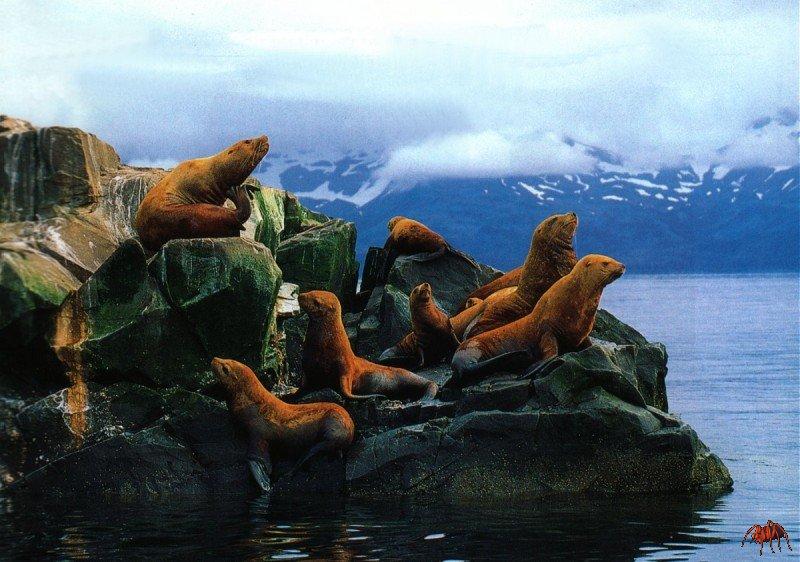 Steller Sea Lion group (Eumetopias jubatus) {!--큰바다사자-->; DISPLAY FULL IMAGE.