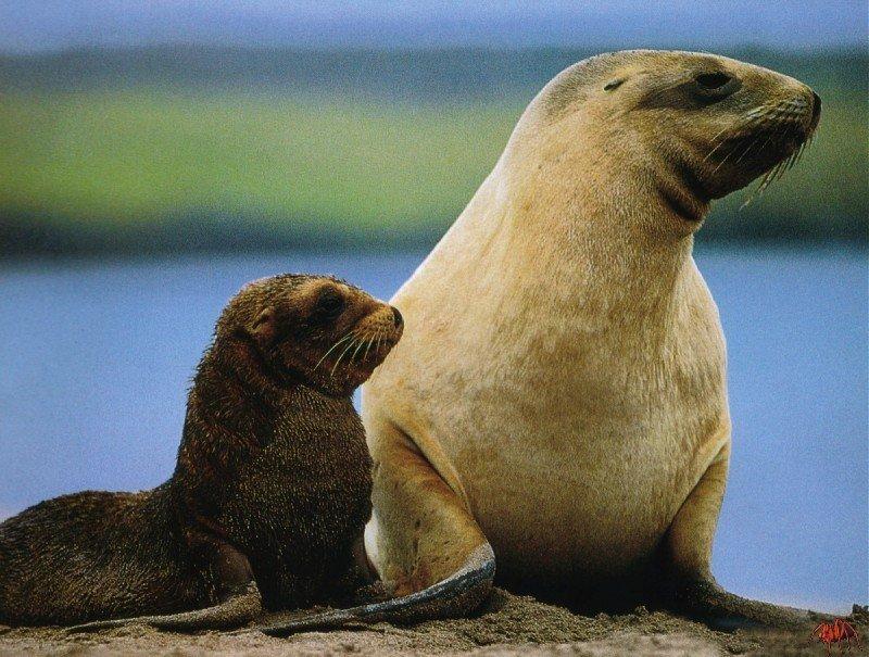 New Zealand Sea Lion with pup (Phocarctos hookeri) {!--뉴질랜드바다사자-->; DISPLAY FULL IMAGE.