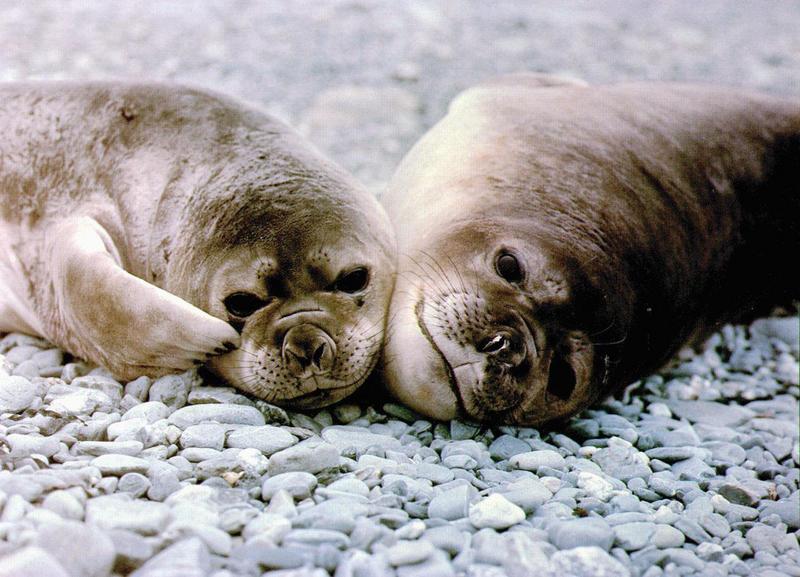 Northern Elephant Seal (Mirounga angustirostris) {!--북방코끼리물범-->; DISPLAY FULL IMAGE.