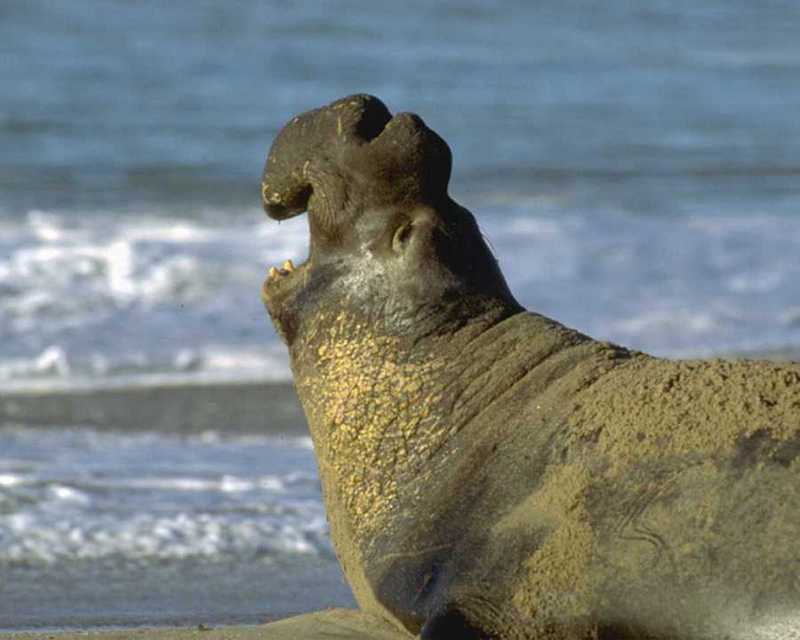 Northern Elephant Seal (Mirounga angustirostris) {!--북방코끼리물범-->; DISPLAY FULL IMAGE.