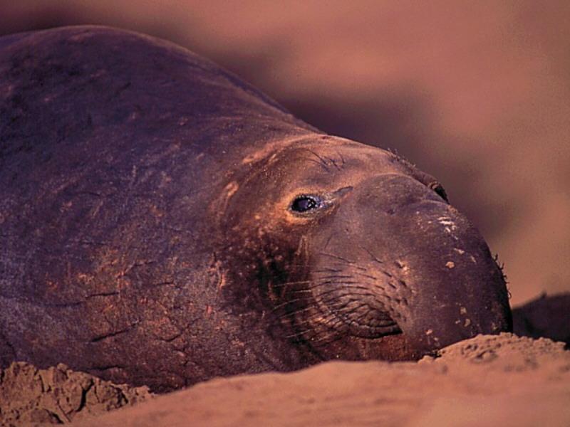 Northern Elephant Seal (Mirounga angustirostris) {!--북방코끼리물범-->; DISPLAY FULL IMAGE.