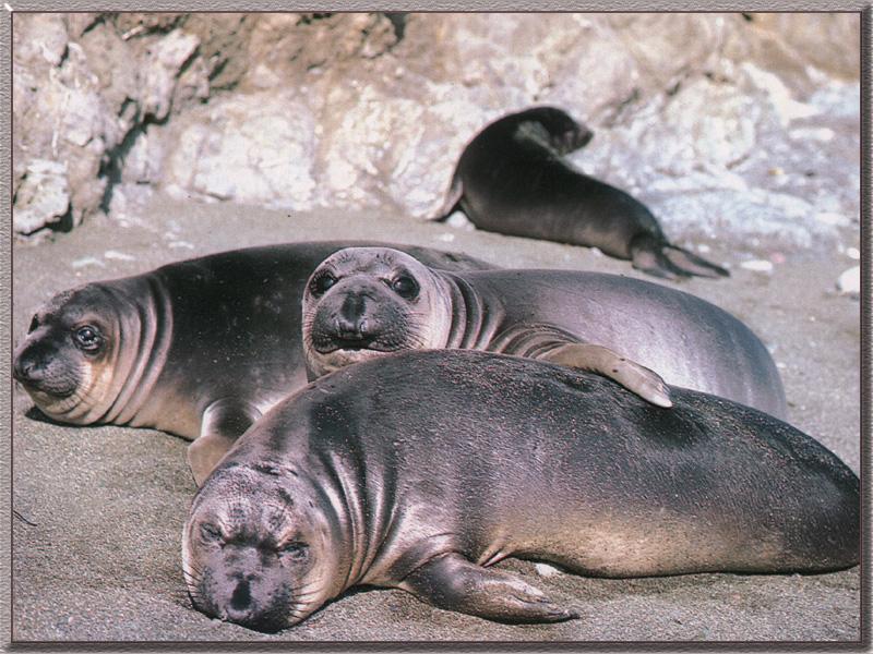 Northern Elephant Seal (Mirounga angustirostris) {!--북방코끼리물범-->; DISPLAY FULL IMAGE.