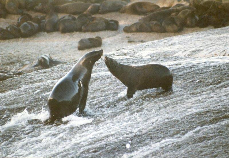 Fur Seal (Otariidae) {!--물개과/물개류-->; DISPLAY FULL IMAGE.