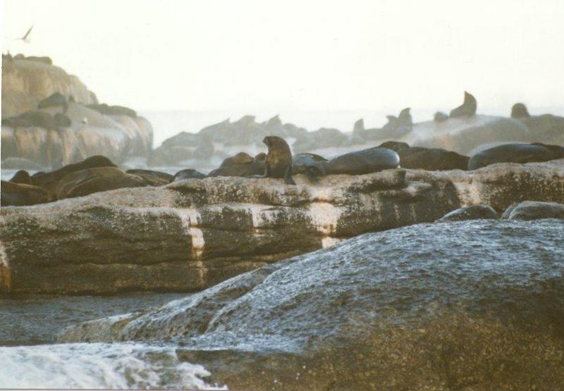 Fur Seal (Otariidae) {!--물개과/물개류-->; DISPLAY FULL IMAGE.