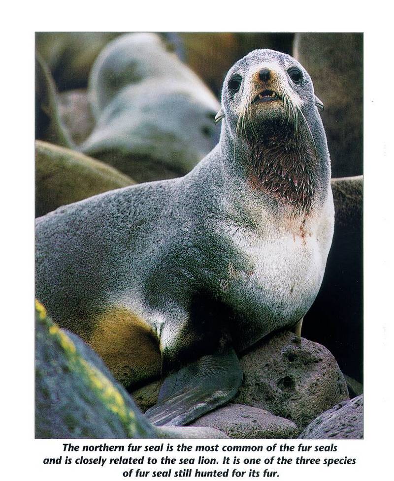 Northern Fur Seal (Callorhinus ursinus) {!--물개-->; DISPLAY FULL IMAGE.