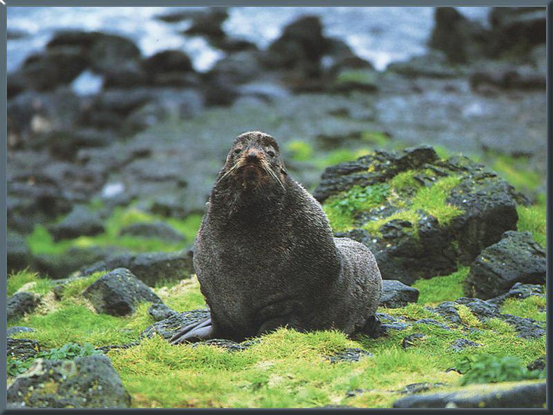 Northern Fur Seal (Callorhinus ursinus) {!--물개-->; DISPLAY FULL IMAGE.