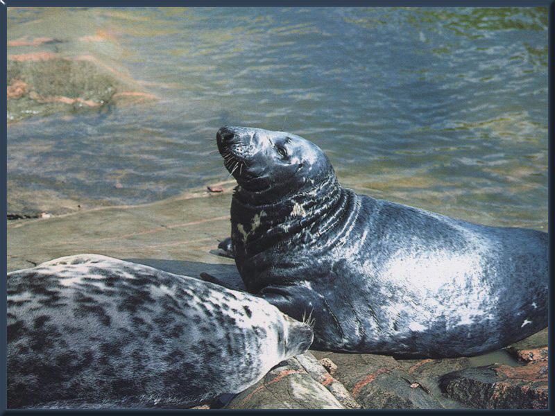 Grey Seal (Halichoerus grypus) {!--회색바다표범-->; DISPLAY FULL IMAGE.