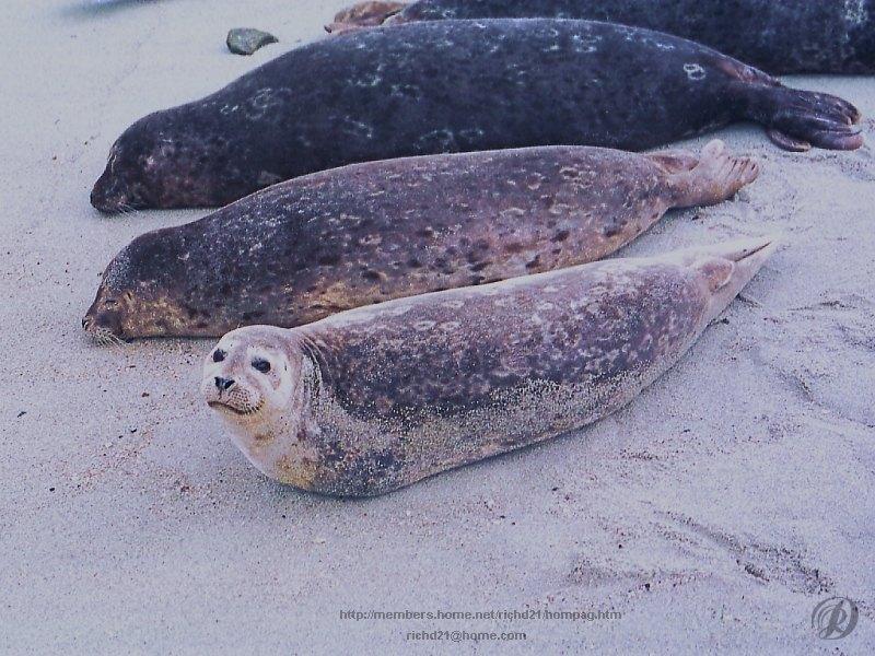 Harbor Seal (Phoca vitulina) {!--물범-->; DISPLAY FULL IMAGE.