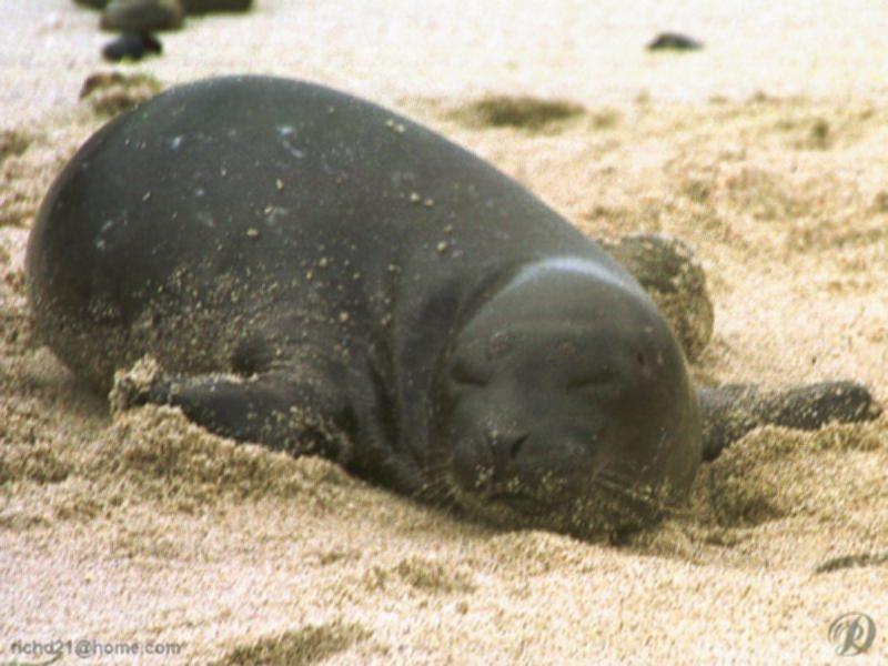 Harbor Seal (Phoca vitulina) {!--물범-->; DISPLAY FULL IMAGE.