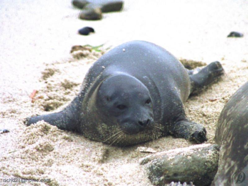 Harbor Seal (Phoca vitulina) {!--물범-->; DISPLAY FULL IMAGE.