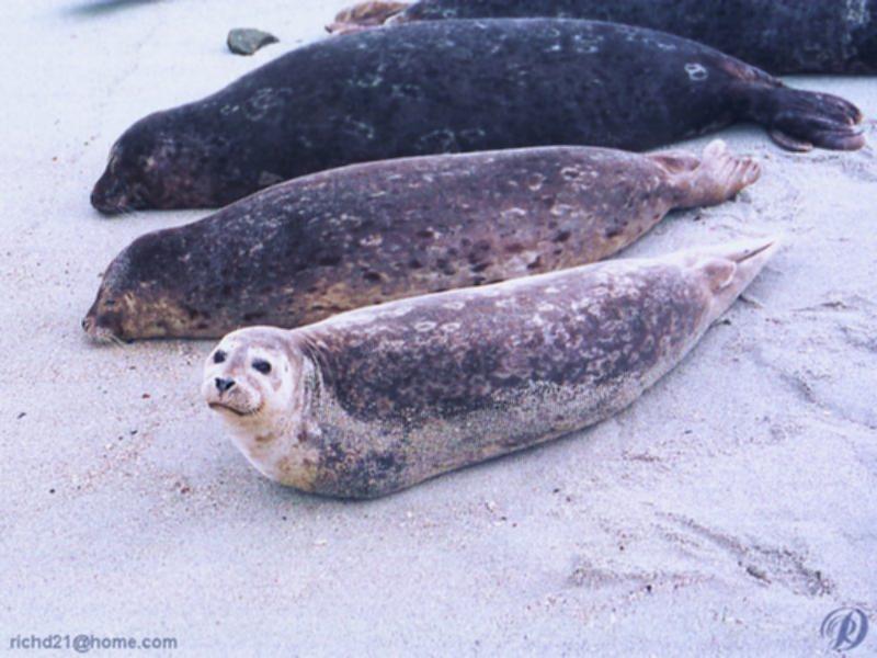 Harbor Seal (Phoca vitulina) {!--물범-->; DISPLAY FULL IMAGE.