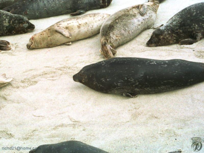 Harbor Seal (Phoca vitulina) {!--물범-->; DISPLAY FULL IMAGE.