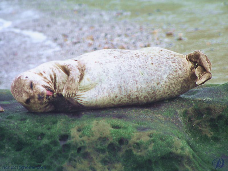 Harbor Seal (Phoca vitulina) {!--물범-->; DISPLAY FULL IMAGE.