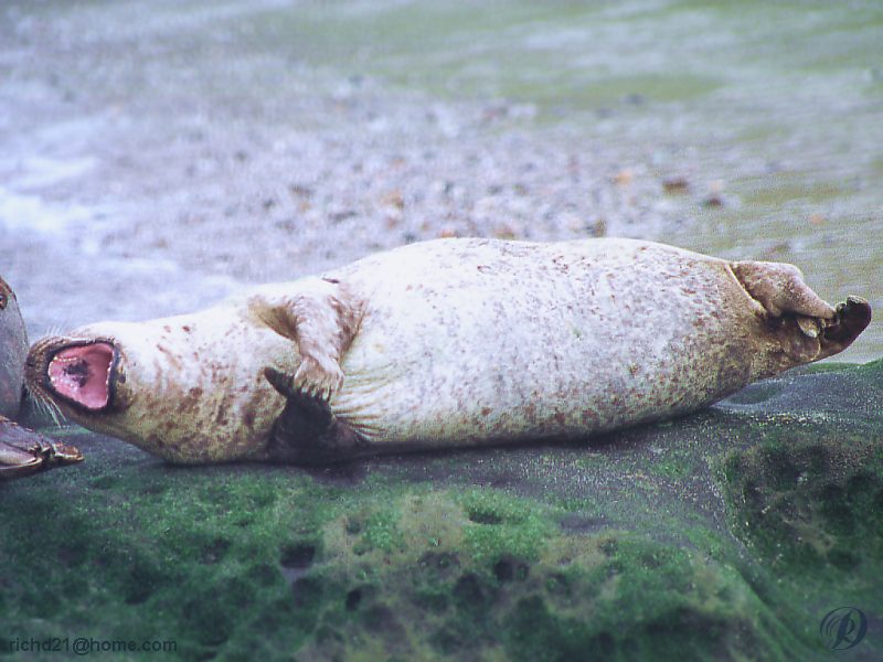 Harbor Seal (Phoca vitulina) {!--물범-->; DISPLAY FULL IMAGE.