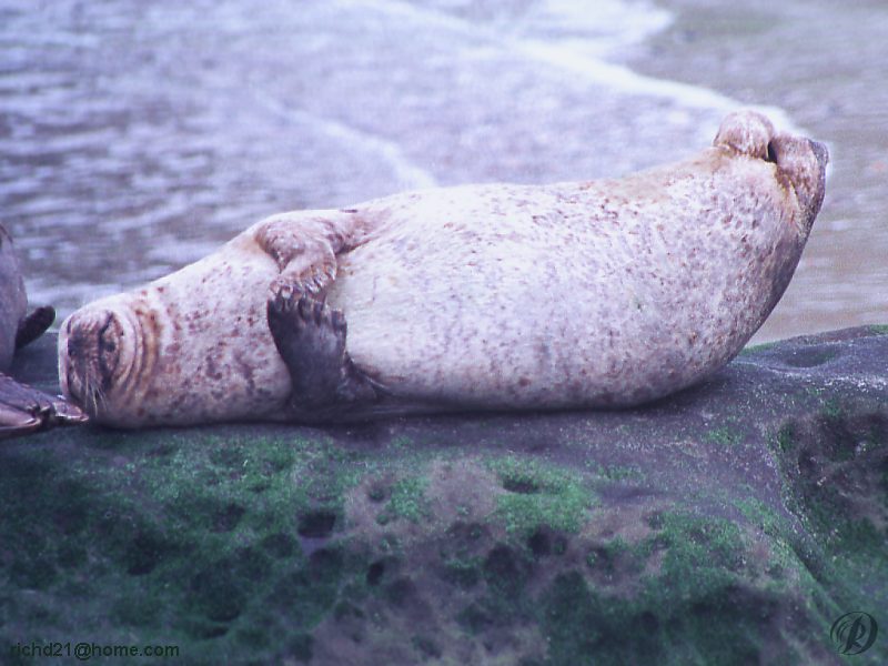 Harbor Seal (Phoca vitulina) {!--물범-->; DISPLAY FULL IMAGE.