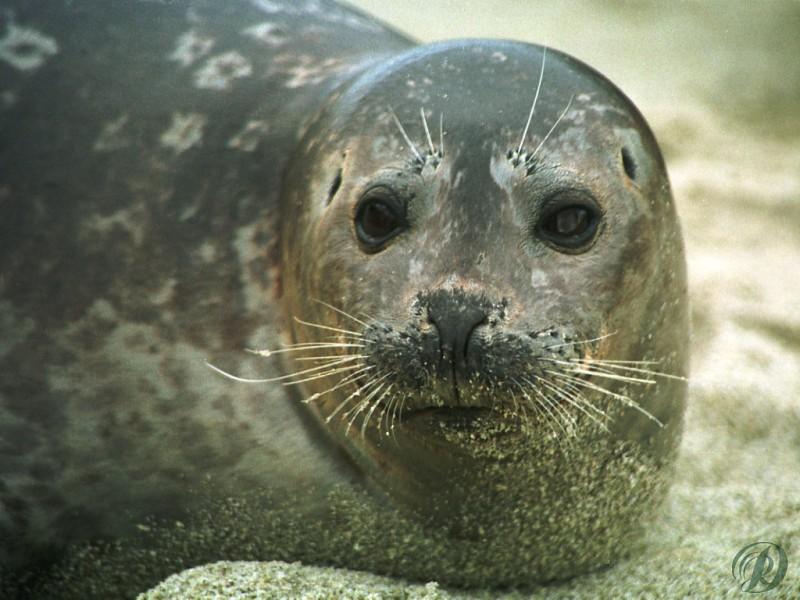 Harbor Seal (Phoca vitulina) {!--물범-->; DISPLAY FULL IMAGE.