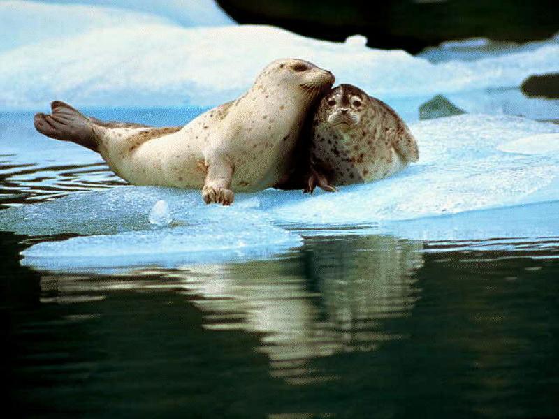 Harp Seal (Phoca groenlandica) {!--그린랜드물범(하프물범)-->; DISPLAY FULL IMAGE.