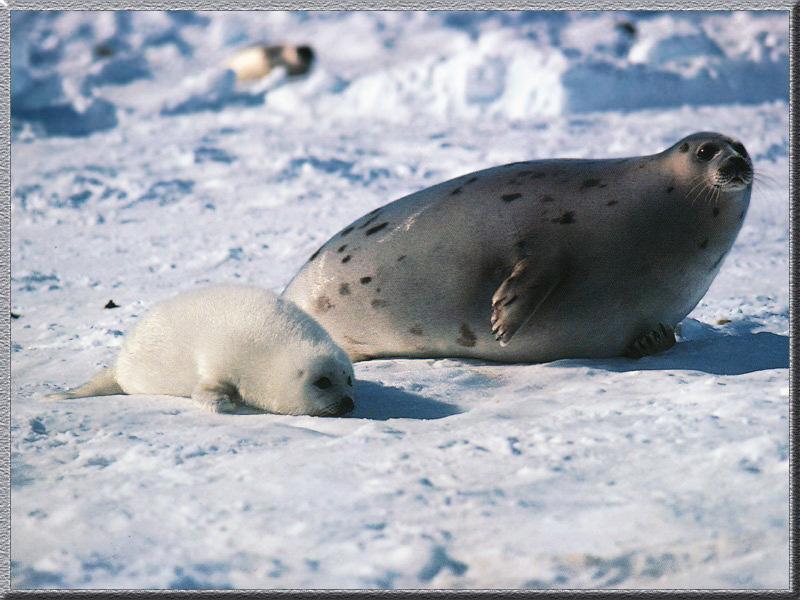 Harp Seal pup (Phoca groenlandica) {!--그린랜드물범(하프물범)-->; DISPLAY FULL IMAGE.